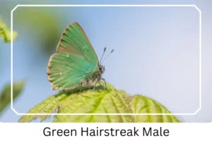 Green Hairstreak Male