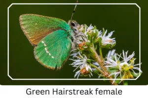 Green Hairstreak female