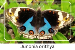 Junonia orithya