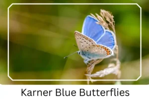 Karner Blue Butterflies