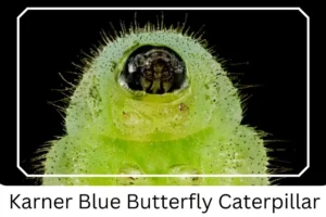 Karner Blue Butterfly Caterpillar
