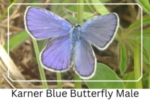 Karner Blue Butterfly Male