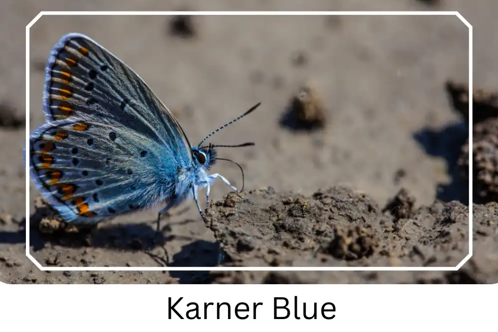 Karner Blue Butterfly & Wild Lupin Print 