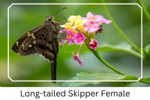 Long-tailed Skipper Female