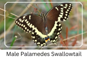 Male Palamedes Swallowtail