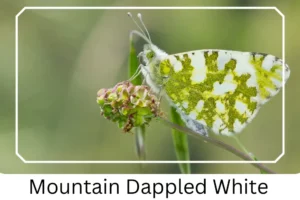 Mountain Dappled White