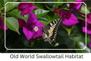Old World Swallowtail Habitat