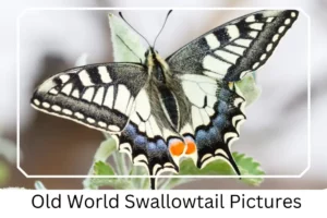 Old World Swallowtail Pictures