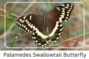 Palamedes Swallowtail Butterfly