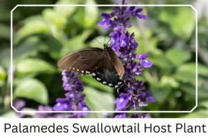 alamedes Swallowtail Host Plant