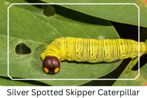 Silver Spotted Skipper Caterpillar