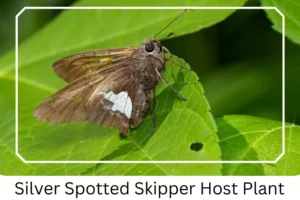 Silver Spotted Skipper Host Plant
