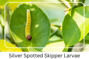 Silver Spotted Skipper Larvae