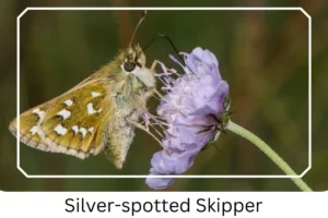 Silver-spotted Skipper