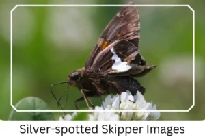 Silver-spotted Skipper Images