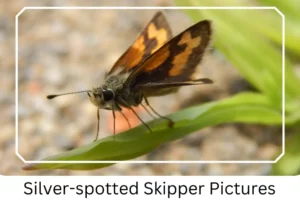 Silver-spotted Skipper Pictures