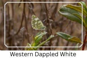 Western Dappled White