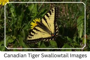 Canadian Tiger Swallowtail Images