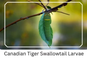Canadian Tiger Swallowtail Larvae