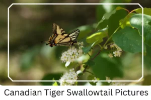 Canadian Tiger Swallowtail Pictures