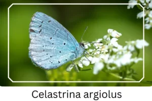 Celastrina argiolus