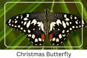 Christmas Butterfly