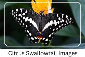 Citrus Swallowtail Images