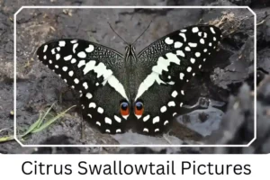 Citrus Swallowtail Pictures