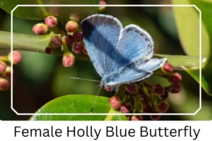Female Holly Blue Butterfly