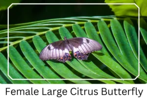 Female Large Citrus Butterfly