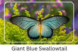 Giant Blue Swallowtail