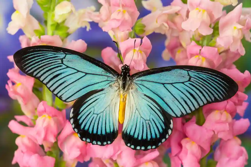 Giant Blue Swallowtail Butterfly