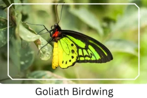 Goliath Birdwing