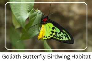 Goliath Butterfly Birdwing Habitat