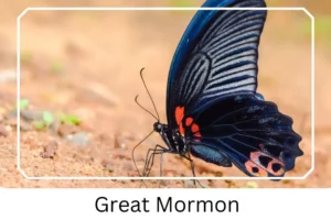 Great Mormon