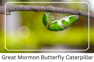 Great Mormon Butterfly Caterpillar