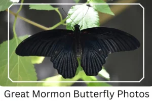 Great Mormon Butterfly Photos