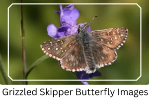 Grizzled Skipper Butterfly Images