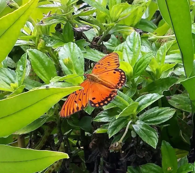 Hawaiian Butterfly
