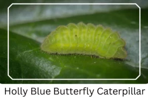 Holly Blue Butterfly Caterpillar