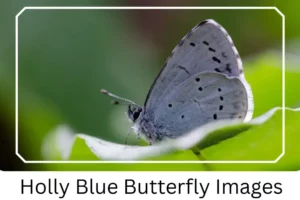Holly Blue Butterfly Images
