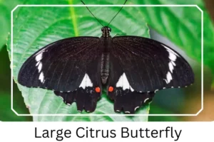 Large Citrus Butterfly