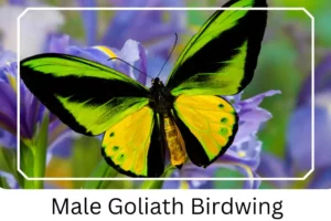 Male Goliath Birdwing
