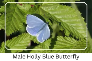 Male Holly Blue Butterfly
