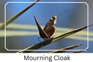 Mourning Cloak