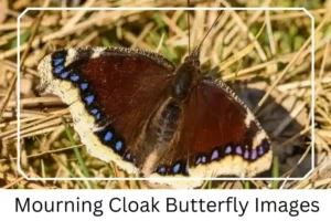 Mourning Cloak Butterfly Images
