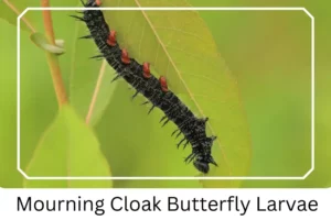 Mourning Cloak Butterfly Larvae