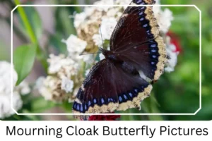Mourning Cloak Butterfly Pictures