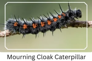 Mourning Cloak Caterpillar