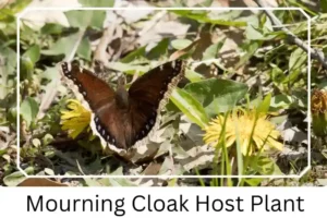 Mourning Cloak Host Plant
